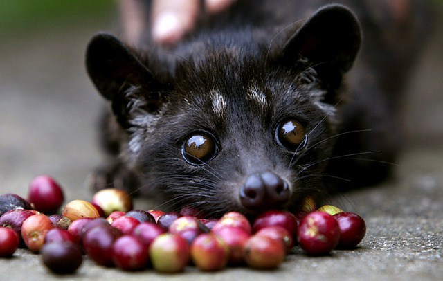 Kopi Luwak coffee, one of the most expensive blends in the world!, SAIDA Gusto Espresso