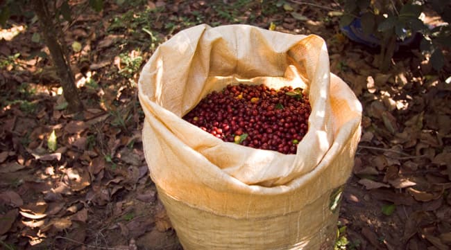 Organic and sustainable coffee: the future of coffee according to Saida, SAIDA Gusto Espresso