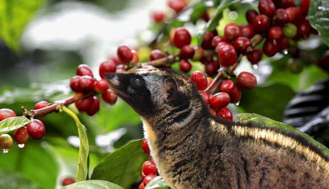 Kopi-Luwak-the-most-expensive-coffee-in-the-world