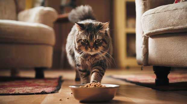 alimentazione specifica per gatti