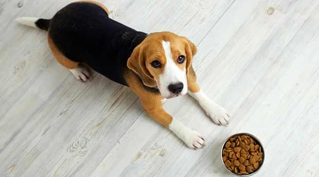 Cibo per cani-sterilizzati curare l'alimentazione con le crocchette adeguate