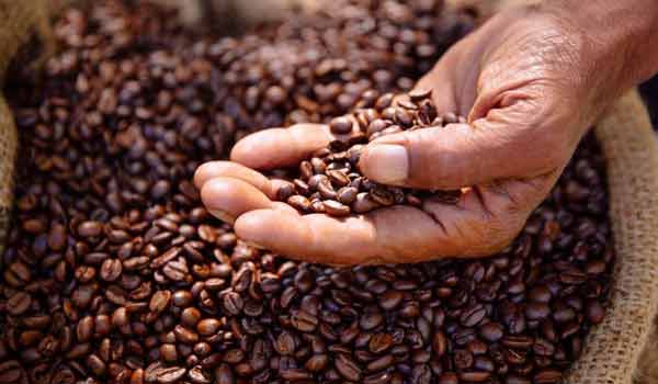 coltivazione caffè a rischio entro il 2050