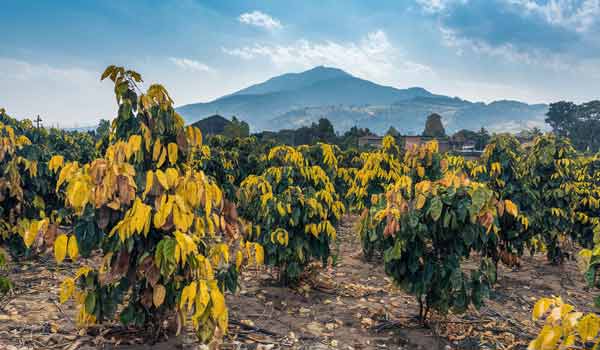 effetti della drought sulle piantezioni di caffe