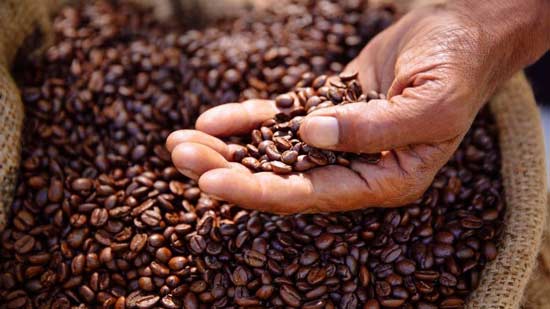 coltivazione e raccolta del caffè